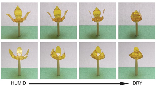 Illustration: Ozgur Sahin Laboratory tulips fold and unfold