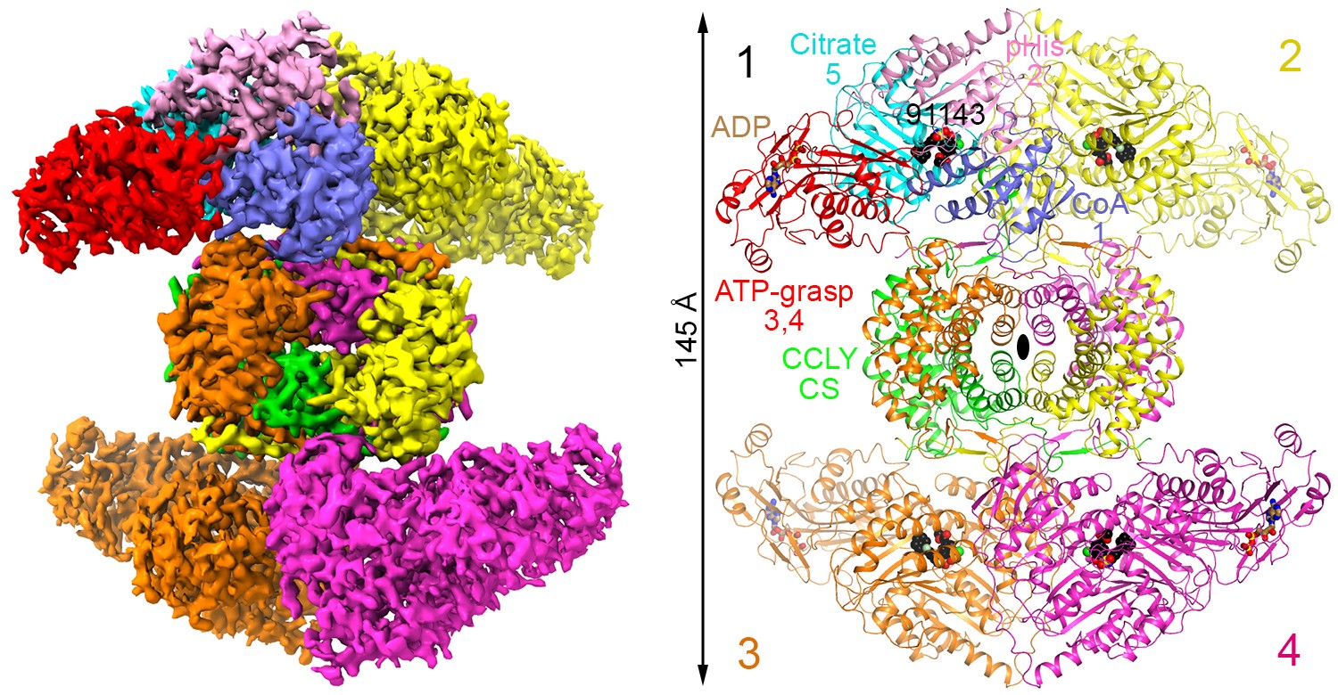 The 3D structure of human ACLY, a metabolic enzyme that plays a key role in cancer cell proliferation and other processes. Illustration: Nimbus Therapeutics/Columbia University/Nature The 3D structure of human ACLY, a metabolic enzyme that plays a key role in cancer cell proliferation and other processes