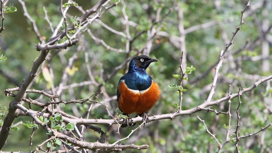 A superb starling