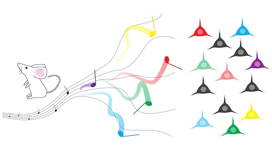 脳は新しい刺激と古い刺激をどのように区別するのか?(How Does the Brain Differentiate New Stimuli From Old Ones?)