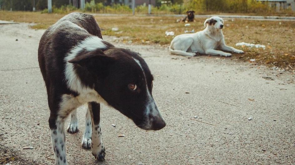 Two dogs outdoors.