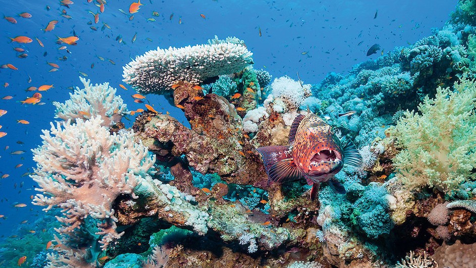 Fish swim near a coral reef.