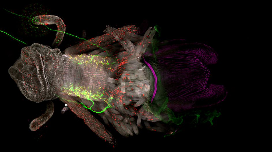 The egg-laying anatomy of a female fruit fly with nerve cells (uterine motor neurons) shown in green that help the insect adjust how she lays eggs to help her offspring survive. (credit: Kevin Cury/Axel lab/Columbia’s Zuckerman Institute).