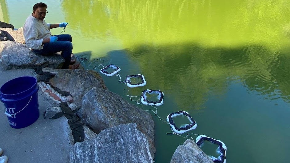 Professor Joaquim Goes places special water permeable bags into Morningside Pond over the summer. The bags contain a non-toxic mineral blend designed to kill the pond's algal blooms. Professor Joaquim Goes places special water permeable bags into Morningside Pond over the summer. The bags contain a non-toxic mineral blend designed to kill the pond's algal blooms.