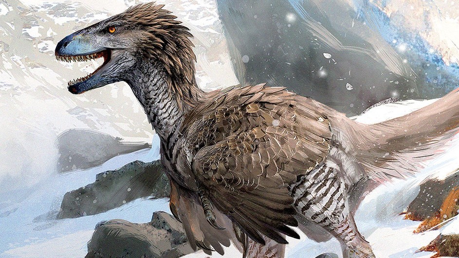 (Courtesy of Beasts of the Mesozoic: Dromaeosaurus / illustration by Jonathan Kuo) Illustration of dinosaur in snow.