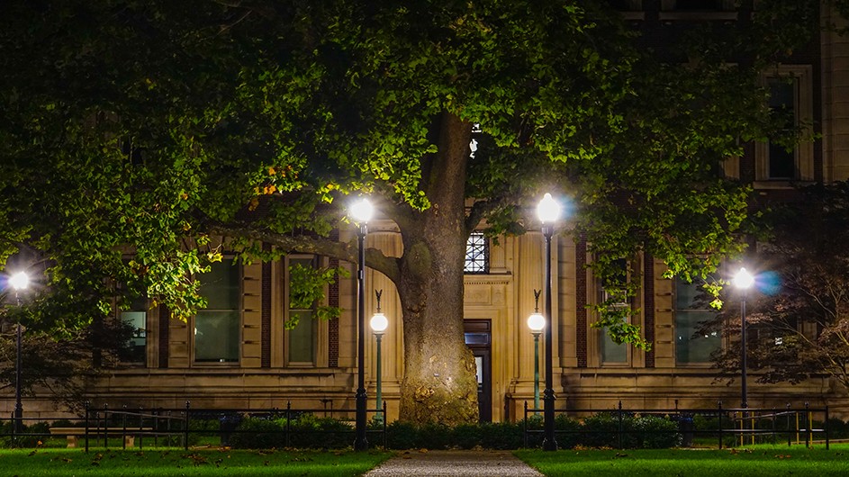 Columbia's oldest and largest tree sits illuminated in the dark in front of the Math building in July.