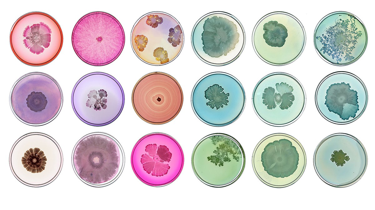 "Microbial Rainbow" (detail) by Tal Danino, 2018, made from images of bacteria that give new meaning to the phrase "still life." Eighteen round colored images of microbes.