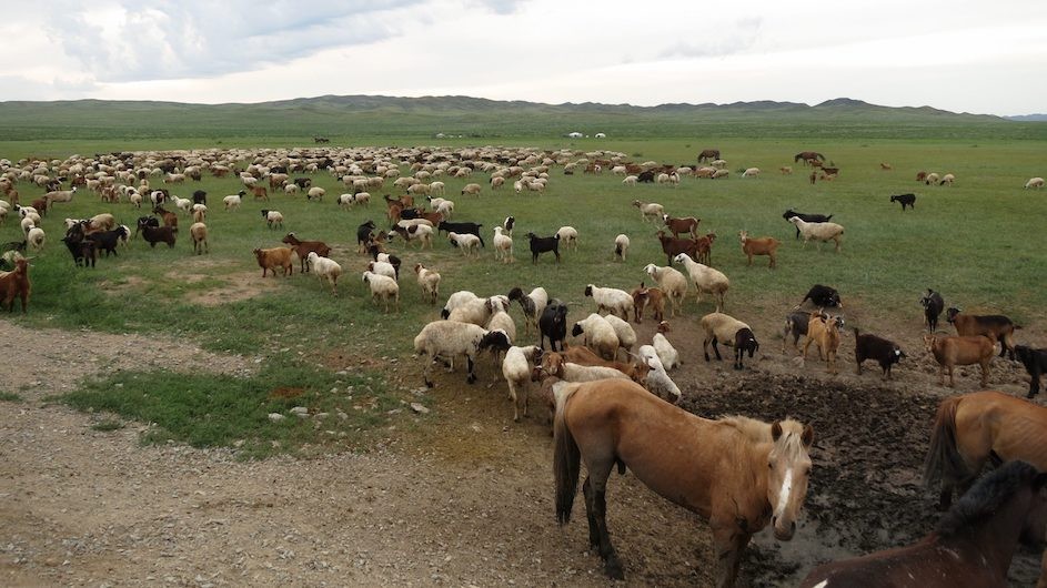 Mixed livestock, central Mongolia. (Kevin Krajick/Earth Institute)