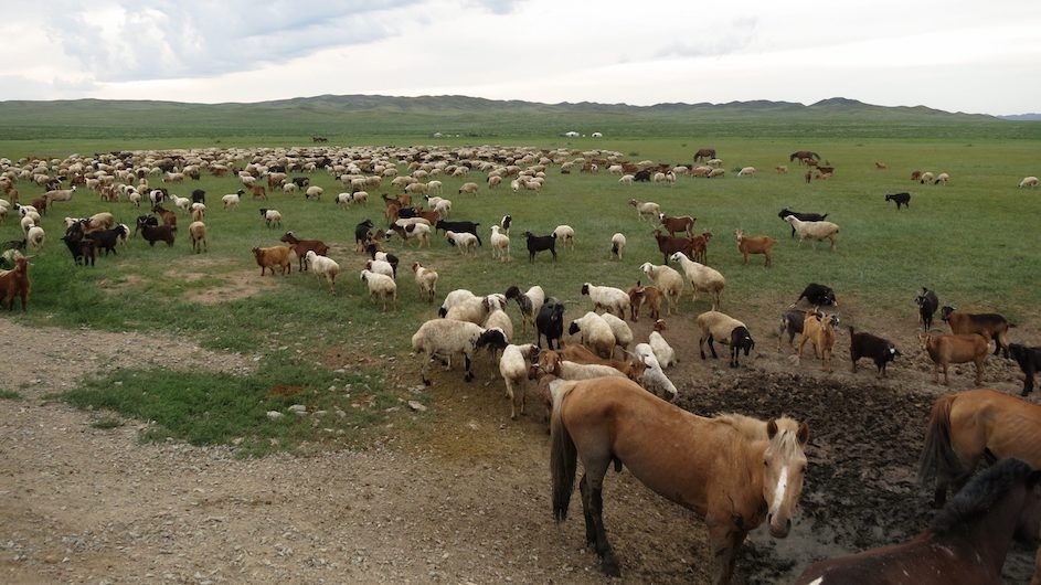 Mixed livestock, central Mongolia. (Kevin Krajick/Earth Institute)