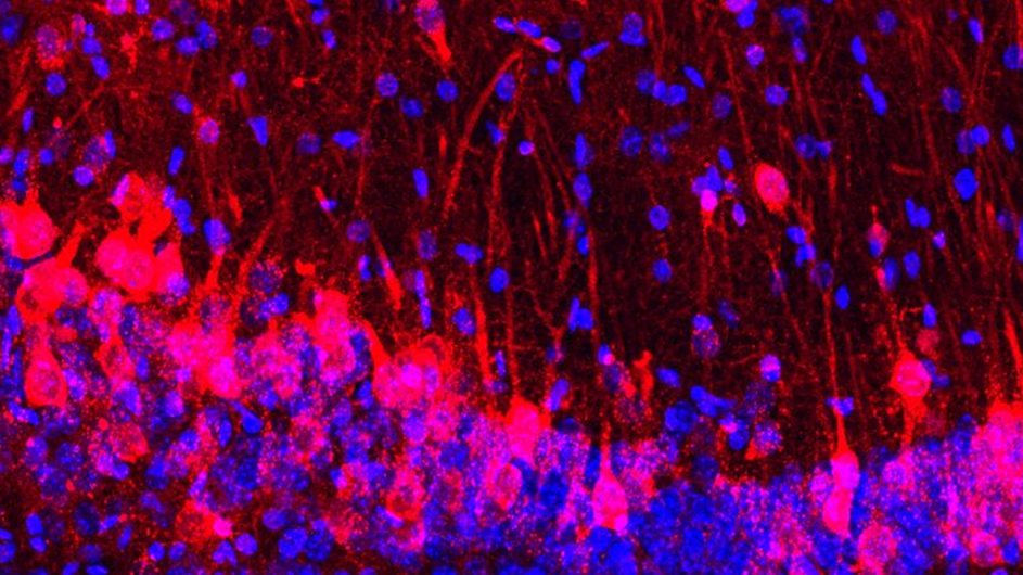 Neurons from a mouse-rat hybrid brain
