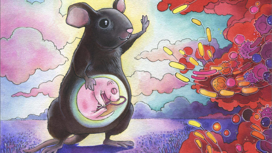 Illustration of a pregnant mouse.