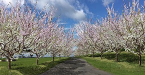 "The Open Orchard" by Sam Van Aken. Sky, trees, grass, path.