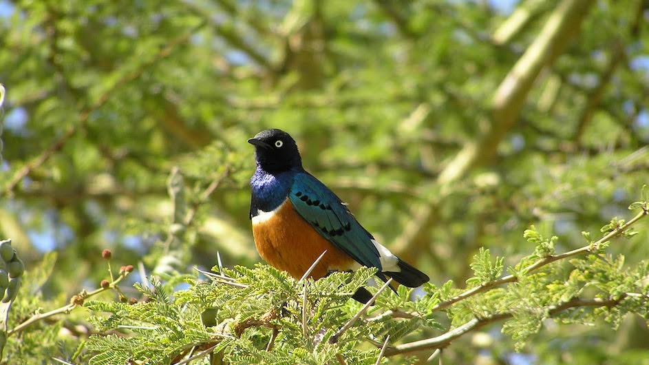 A superb starling. A superb starling