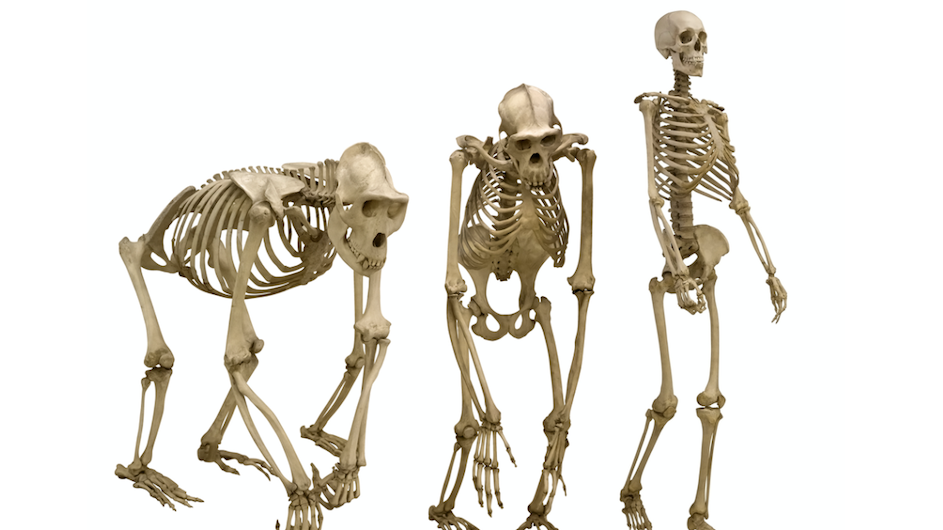 Three skeletons