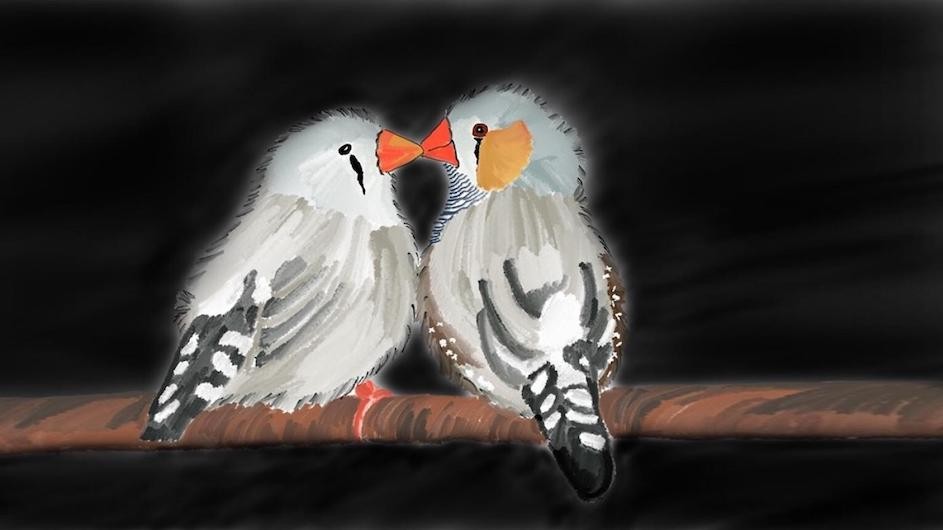 A painting of a pair of zebra finches in a moment of courtship (Credit: Gadagkar lab, Columbia’s Zuckerman Institute).