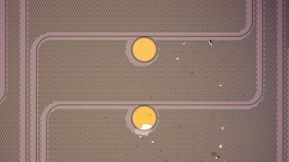 Photonic circuits with tungsten oxyselenide (TOS)-doped graphene placed on circular ring resonators. The TOS-doped graphene is highly conductive but absorbs very little of the infrared light in the resonator—a combination of properties that makes this material unique and promising for opto-electronic applications. Credit: Ipshita Datta, Lipson Group Photonic circuit made with tungsten oxyselenide-doped graphene