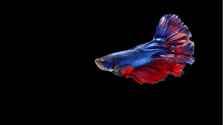 A betta fish