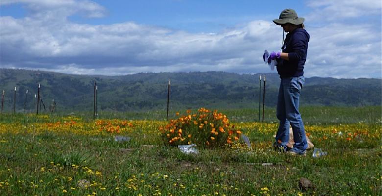 New Research Shows a Decline in Plant Diversity Could Affect Entire  Ecosystems | Columbia News