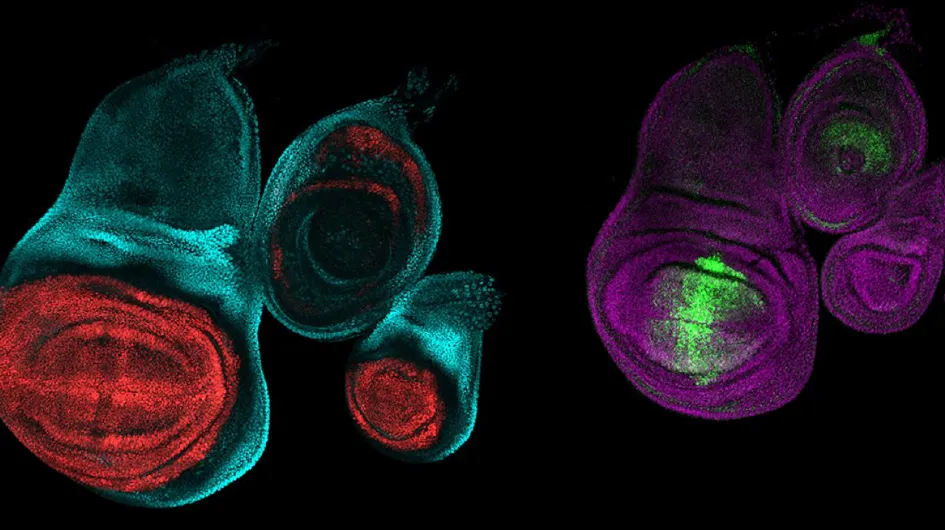 fruit fly embryo wings