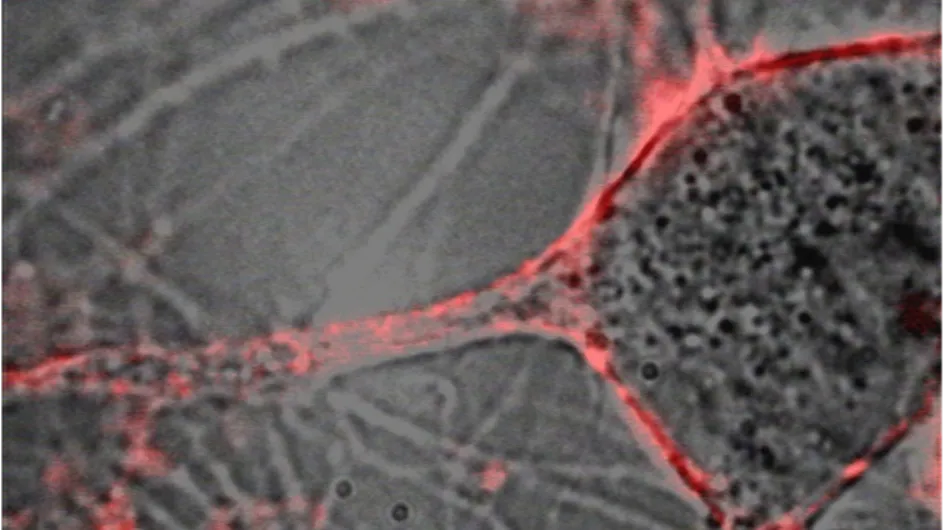 Neuron outlined by quantum dots to measure cell activity. (Image: Rafael Yuste)