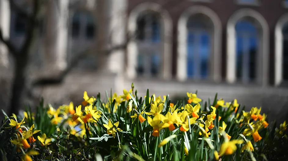 Daffodils blooming on Columbia's campus