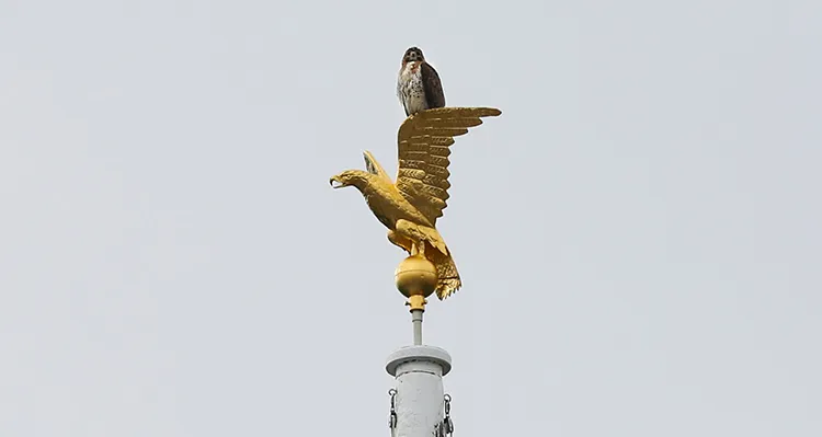 One of the Columbia hawks observes the celebration for the Classes of 2020 and 2021 from a flag pole. 