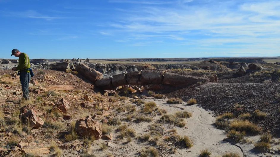 Desert near Holbrook, Arizona. (Kevin Krajick/Earth Institute)