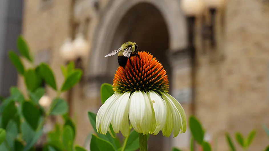 A bee on an orange and white-pedaled flower in front of the Allan Rosenfield Building at Columbia's Mailman School of Public Health.
