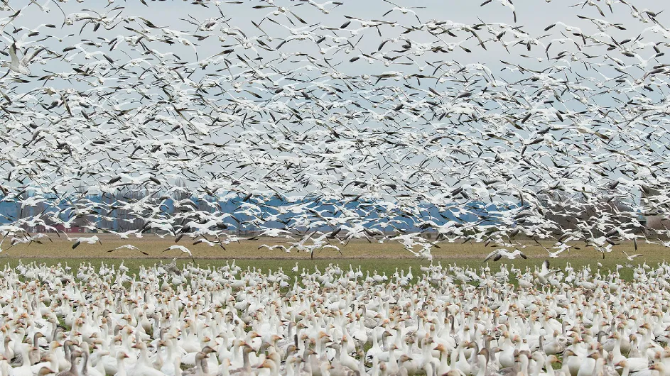 migrating birds