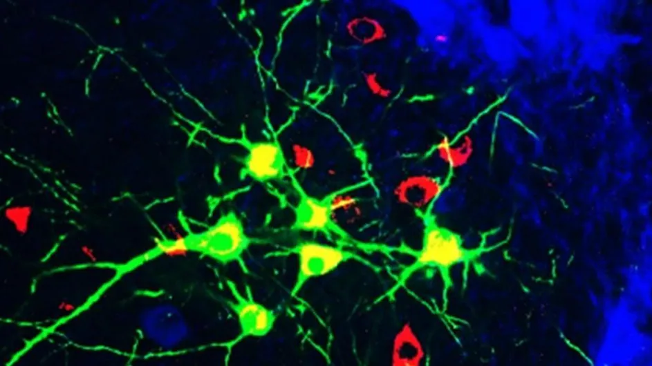spinal cord neurons responsible for keeping our legs in lockstep (Photo: George Mentis)
