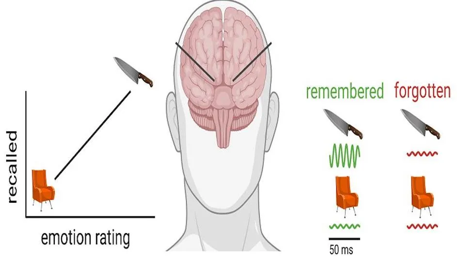 As participants encoded emotional words into memory (e.g., 'KNIFE'), fast brain oscillations increased in the hippocampus and amygdala. However, when they fail to encode emotional words, or encoded a neutral words (e.g., 'CHAIR'), these fast oscillations were smaller.