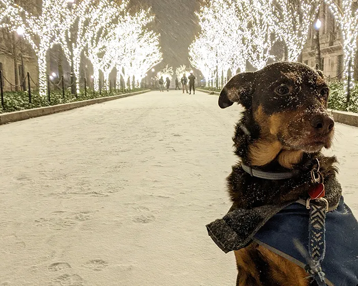 A dog with snow on its nose sits at the entrance of College Walk. 