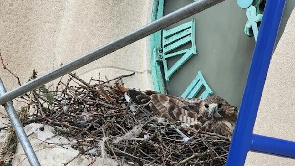 A hawk on the clock face of Havemeyer hall.