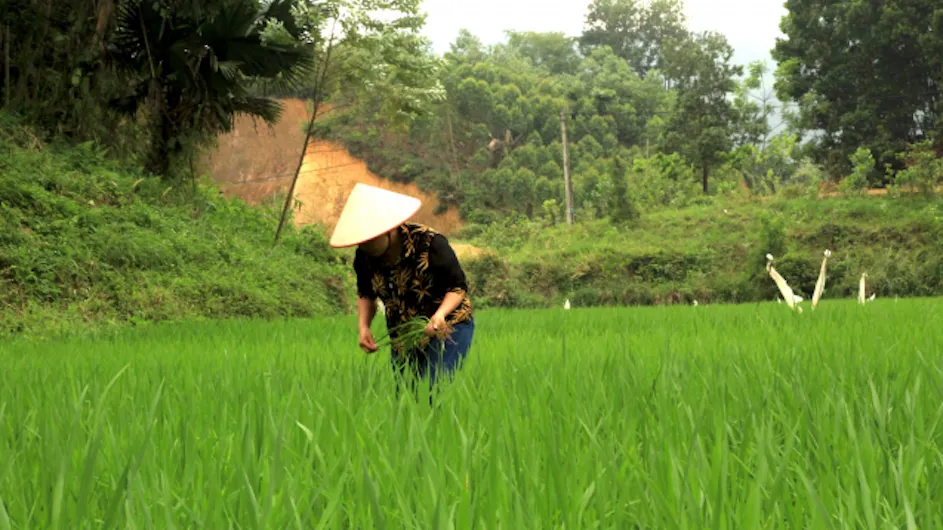 A person farming rice outside Yen Bai, Vietnam. 