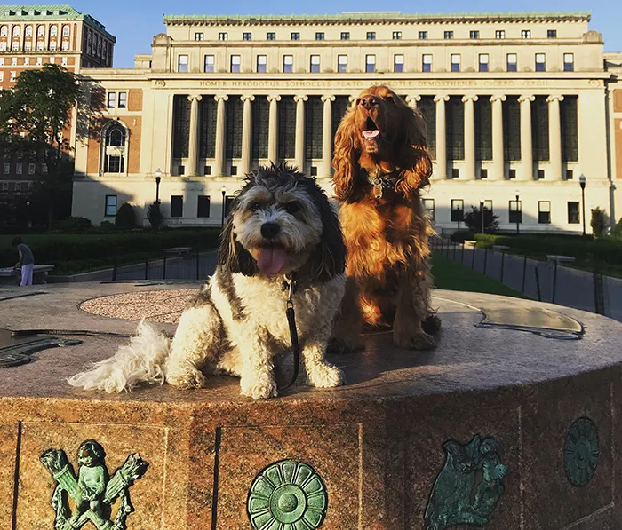 Two dogs sit on the sundial in front of Butler Library. 
