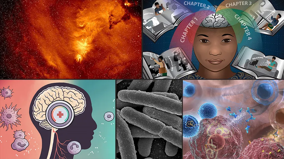 Clockwise from top left: Swirling hydrogen emissions and stars in an area of the night sky known as the cone nebula. The image was taken by the MDW Survey; Illustration of a brain dividing the day into chapters, including "commuting," "meeting," "lunching," and "relaxing"; illustration of a new technique to deliver anti-cancer cargo to the lungs; image of E. coli bacteria, grown in culture and adhered to a cover slip; illustration of a human brain surrounded by neurons.