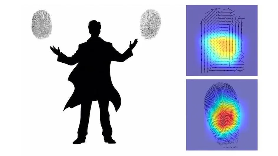 AI discovers a new way to compare fingerprints that seem different, but actually belong to different fingers of the same person. In contrast with traditional forensics, this AI relies mostly on the curvature of the swirls at the center of the fingerprint, as shown by the heatmap. (Credit: Gabe Guo/Columbia Engineering with Midjourney generated silhouette)