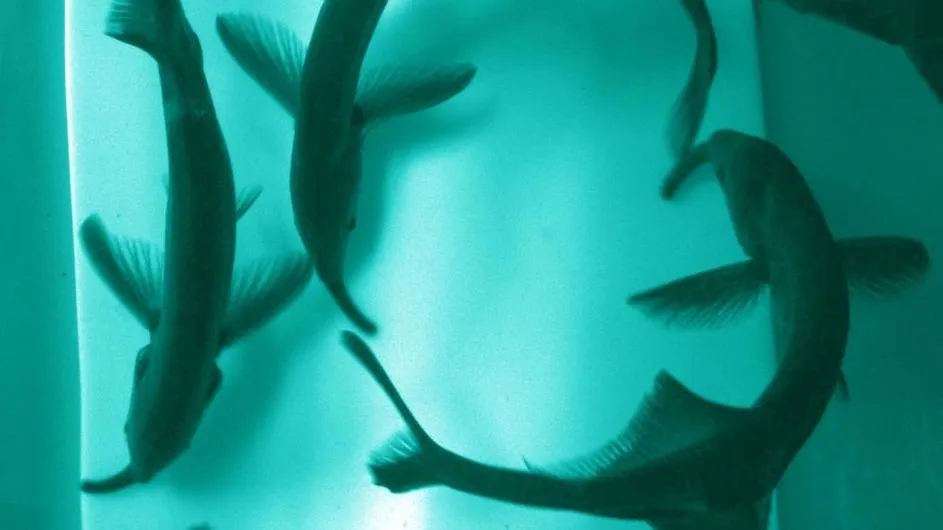 Weakly electric fish like these, Gnathonemus petersii, may be tapping into sensory information garnered by nearby fish. (Credit: Sawtell lab)