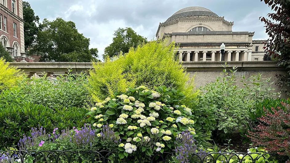 White and purple summer flowers and greenery in flower beds with Low Library in the background at Columbia University on a cloudy day. 
