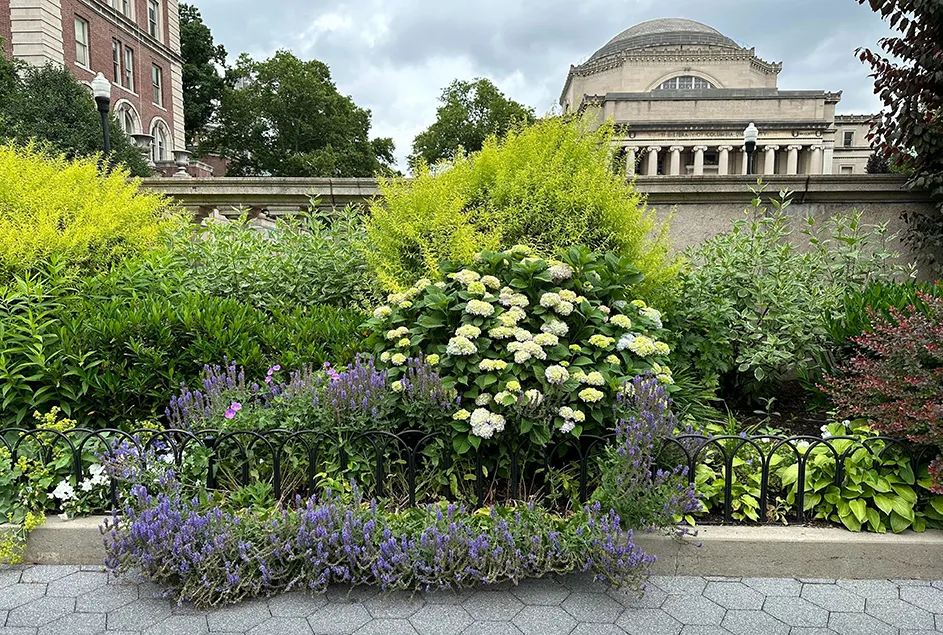 White and purple summer flowers and greenery in flower beds with Low Library in the background at Columbia University on a cloudy day. 