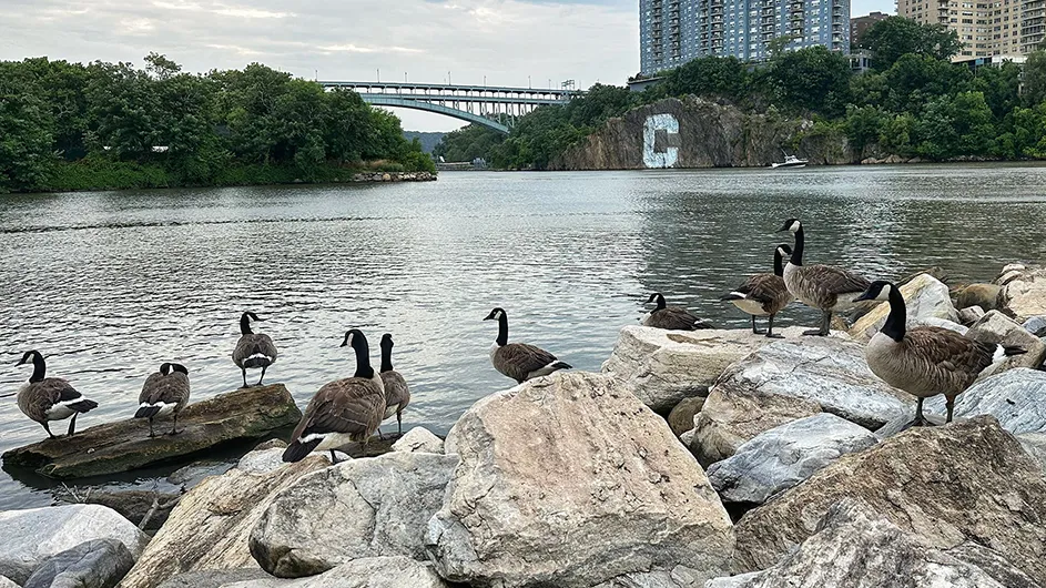 Several geese on large rocks along the East River at Muscota Marsh with the Columbia C Rock in the distance