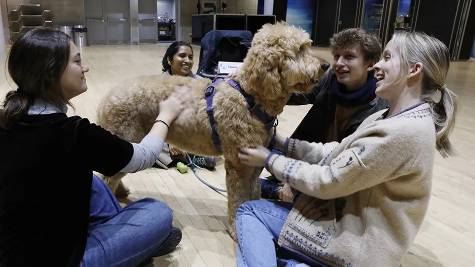 Three smiling university students pet a fluffy tan-colored dog with the dog handler in the background at a dog therapy study break session at Columbia University. 