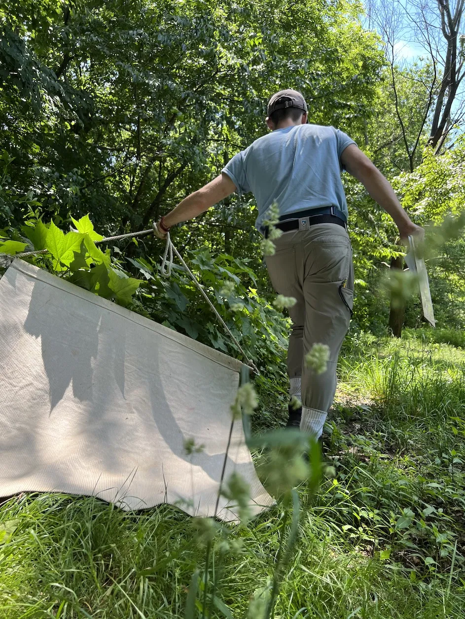 Rob Gullery drags a corduroy cloth through vegetation in Prospect Park. After dragging the cloth for ten meters, Gullery and the other researchers inspected them for ticks. (Christopher D. Shea)