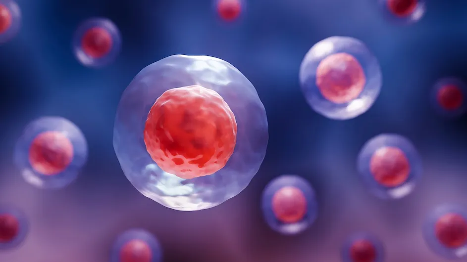 An illustration of stem cells.