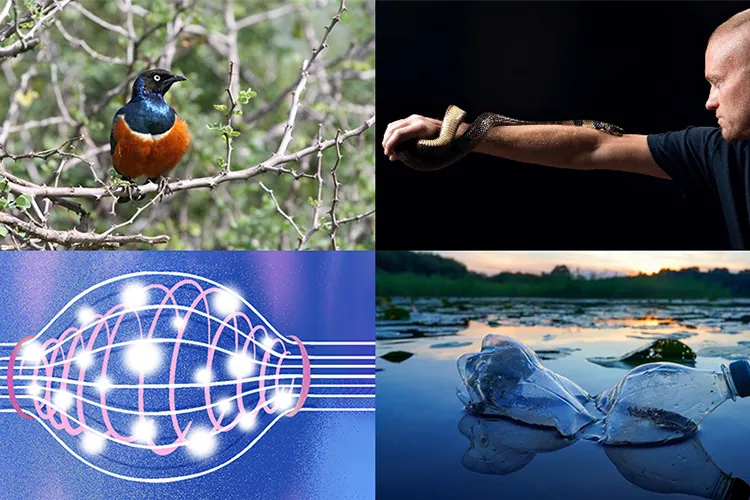 A collage of research images