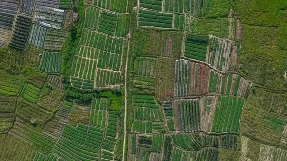 Aerial view of agriculture fields at Xiachuan Island. 