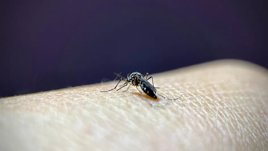 A mosquito in Laura Duvall’s Lab.
