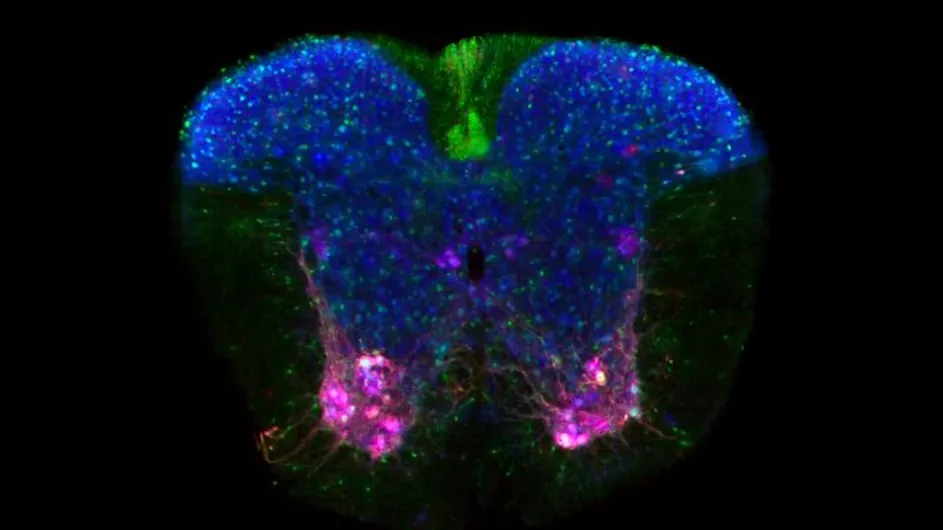 Image of a mouse spinal cord.