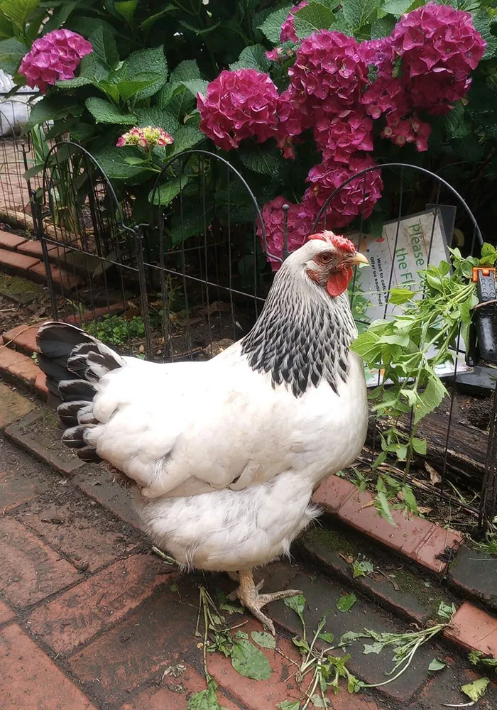 A chicken with flowers at the Gatehouse Garden. 