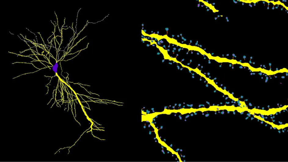 RESPAN maps thousands of excitatory synapses (spines) along the dendritic arbor (yellow) of a CA1 pyramidal neuron. 